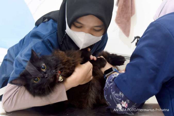 Agar Kucing Peliharaan Tetap Sehat, Ini Beberapa Vaksin yang Perlu Diberikan