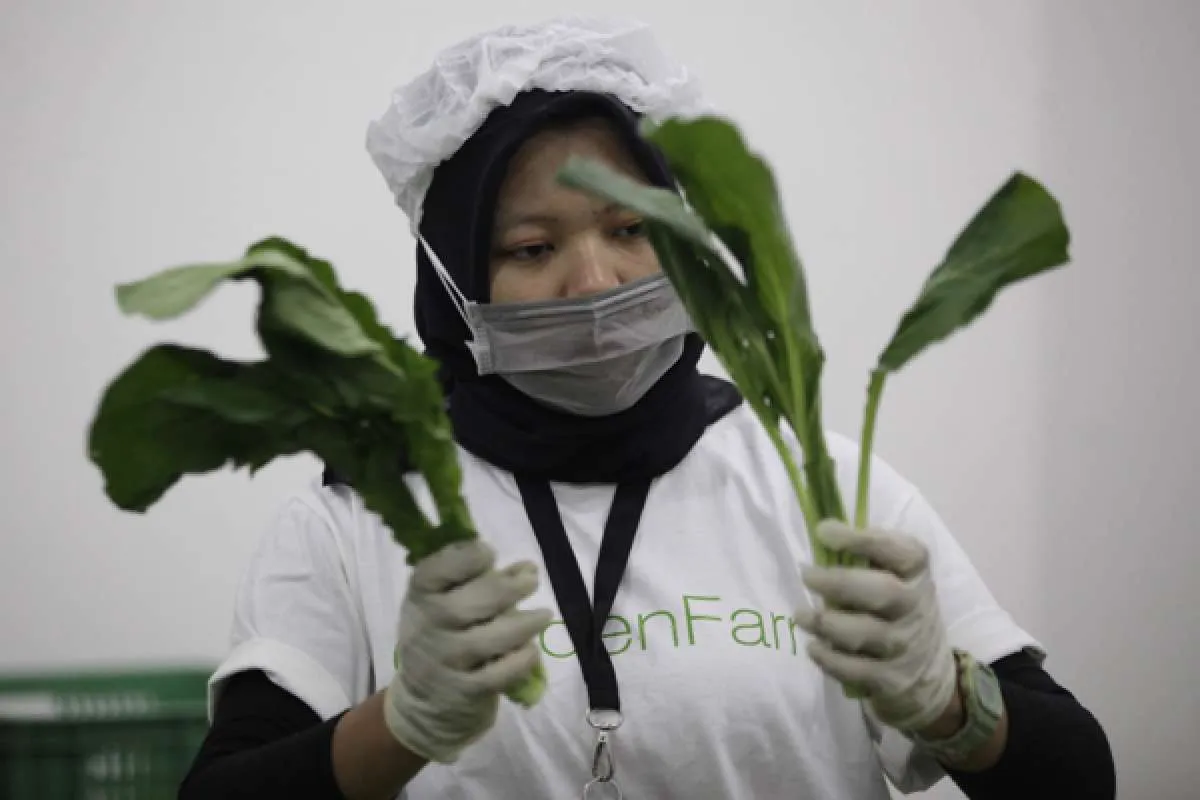 Manfaat Sayur dan Buah Berdasarkan Warna