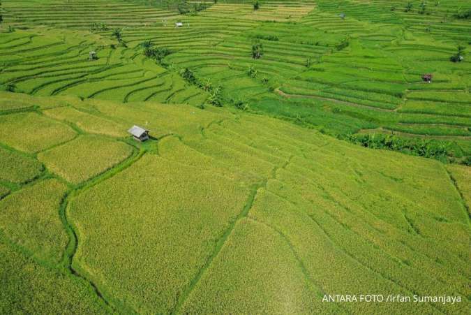 Penyusutan Lahan Sawah Capai 79.607 Hektare dalam 5 Tahun Terakhir