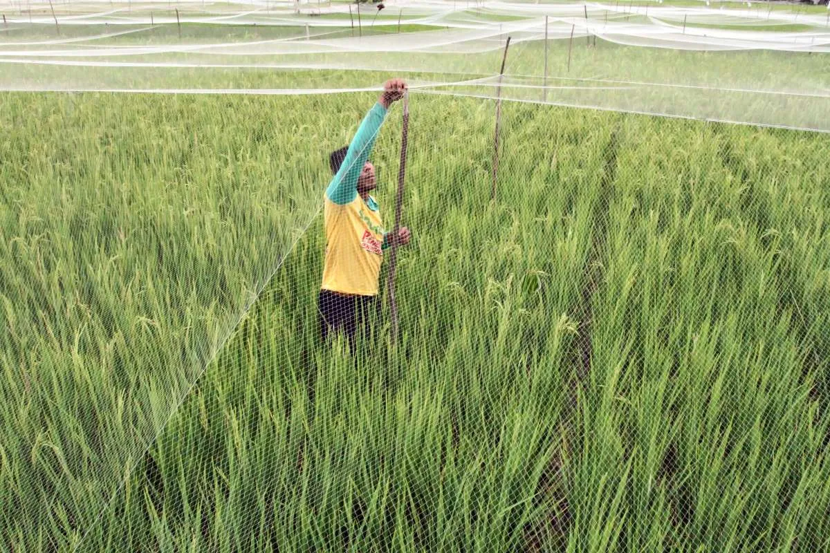Pelemahan Rupiah Picu Lonjakan Biaya Produksi Petani
