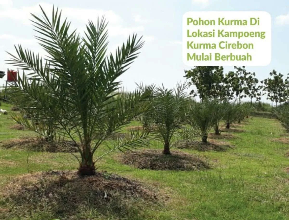 Korban Kampoeng Kurma optimistis dananya bisa kembali lewat PKPU