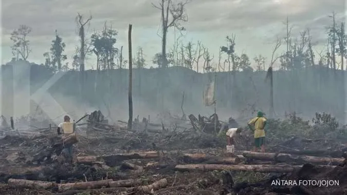 Nearly a third of Indonesia forest fires fall in pulp, palm areas -Greenpeace