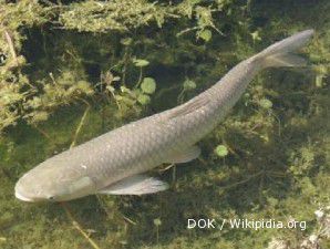 Ikan grass carp sang penghancur gulma (1)