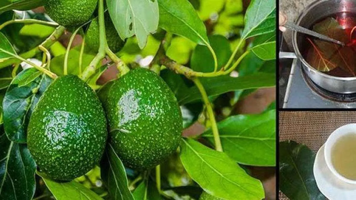 Mengobati batu ginjal, ini manfaat teh daun alpukat untuk kesehatan