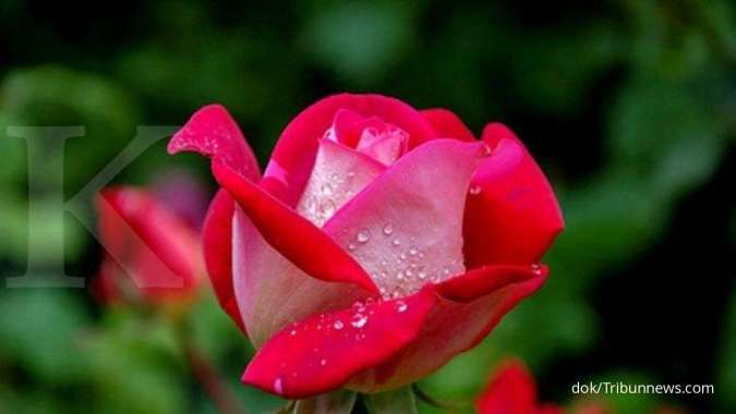 Menderita batuk kering? bunga mawar obat herbal untuk batuk kering