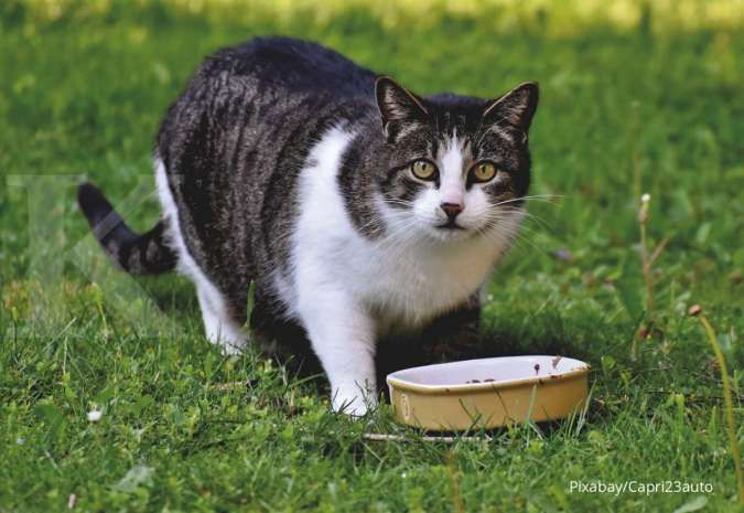 Amankah Kucing Makan Tikus? Simak Bahaya dan Cara Menghentikannya