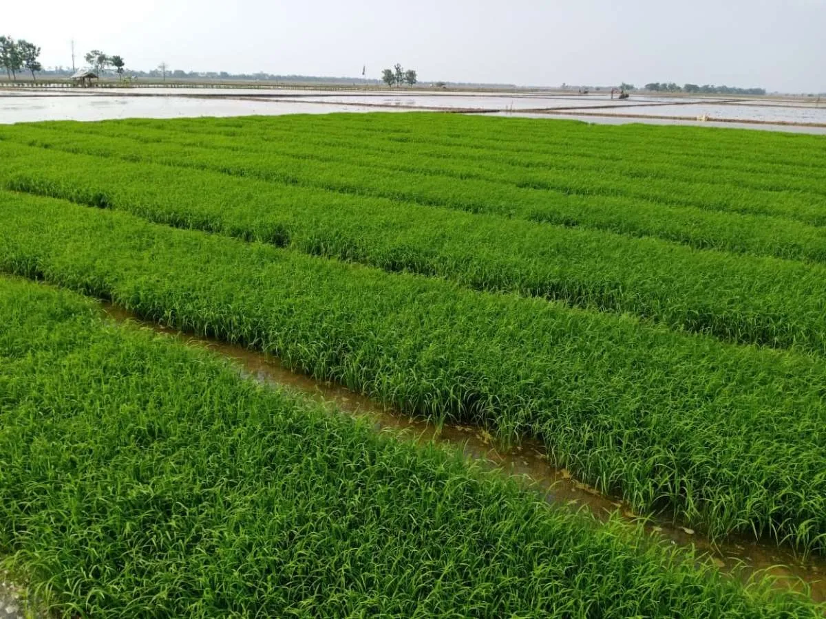 Kementan: Food estate bisa dikembangkan di seluruh provinsi