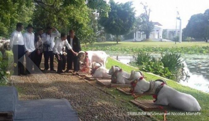 Di kontes domba garut, Jokowi bagi 100 bibit domba