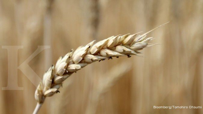 Ketegangan di Ukraina mendongkrak harga gandum