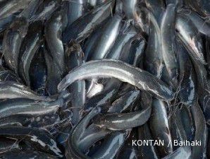 Ikan lele dan nila di kawasan Merapi sebaiknya juga dibeli pemerintah