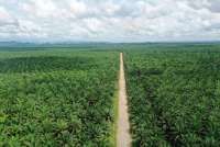 Gapki Usul Perluasan Lahan Sawit Digarap BUMN