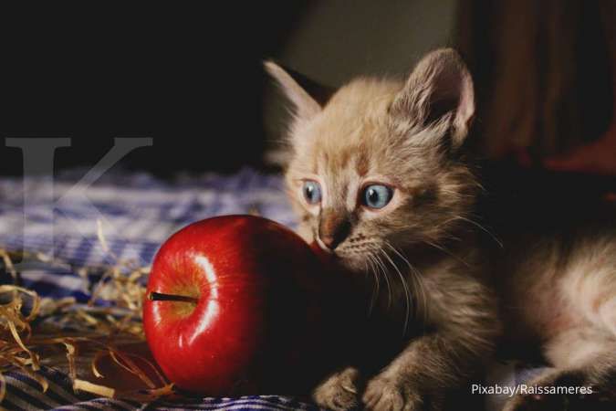 Kucing Aman Makan Buah, tetapi Perhatikan Hal Ini, ya!