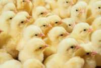 Kondisi Bisnis Tak Stabil, Pendapatan Widodo Makmur Unggas (WMUU) Anjlok