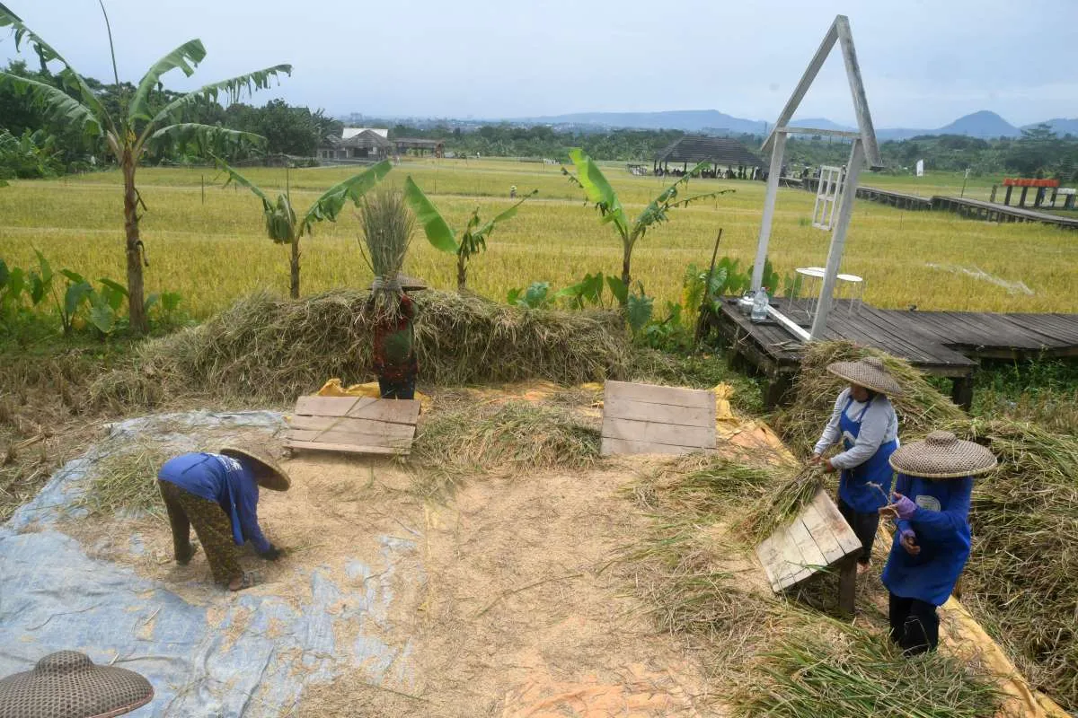 Prakiraan Cuaca Kota Bogor Hari Ini dan Beberapa Hari Mendatang