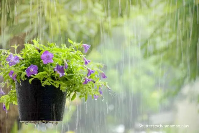 Merawat tanaman musim hujan