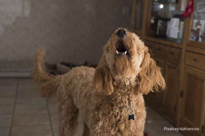 Ketahui Penyebab Kondisi Halitosis (Bau Mulut) pada Anjing Peliharaan