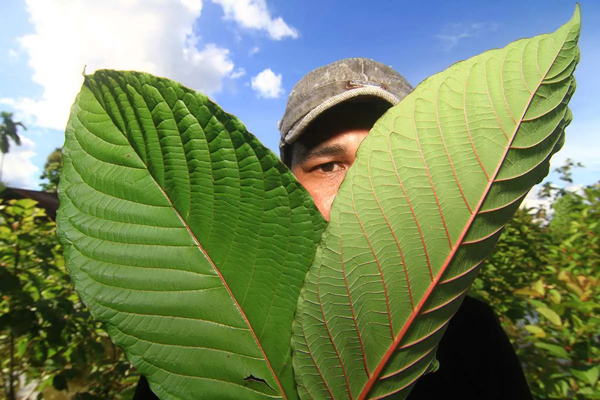 Tata Niaga Kratom Resmi Diatur, Kemendag: Hanya untuk Ekspor