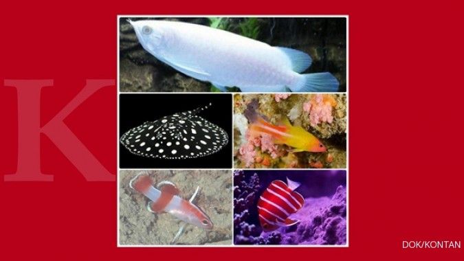 5 Ikan hias termahal di dunia