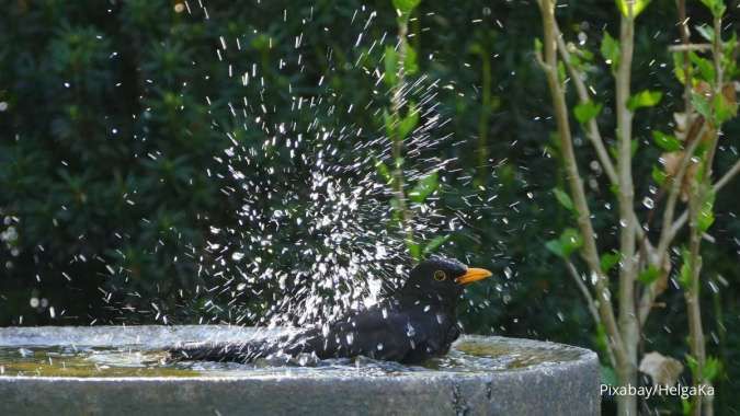 Begini Cara Memandikan Burung Peliharaan