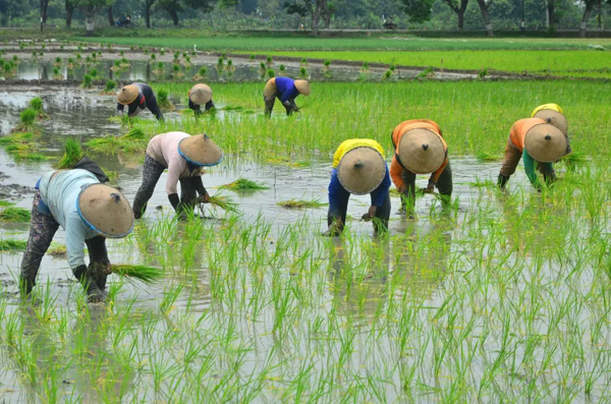 Wilmar gandeng petani gelar tanam padi di lahan seluas 148 ha