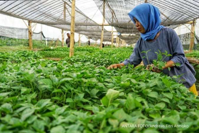 RUU Cipta Kerja hilangkan batas modal asing 30% di perusahaan hortikultura 