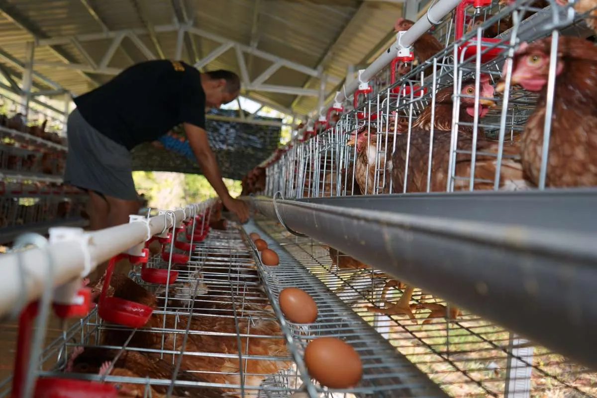 Harga Pakan Ayam Naik, Kementan: 25%-30% Bahan Baku Masih Impor