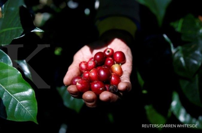 Wow, Starbucks dikabarkan setuju beli bahan baku dari Papua Barat? 