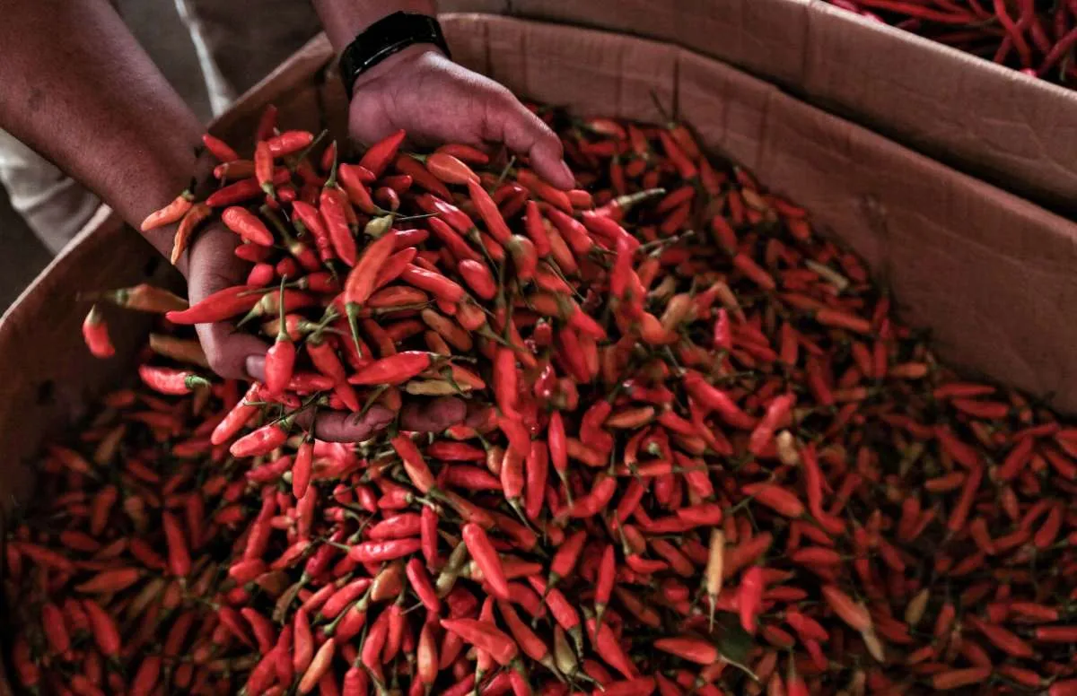 Harga Pangan di Sumatera Barat Senin (30/12): Cabai, Bawang, dan Daging Ayam Naik