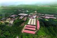 Kinerja Melejit di 2021, Simak Prospek Widodo Makmur Unggas (WMUU) di Tahun Ini