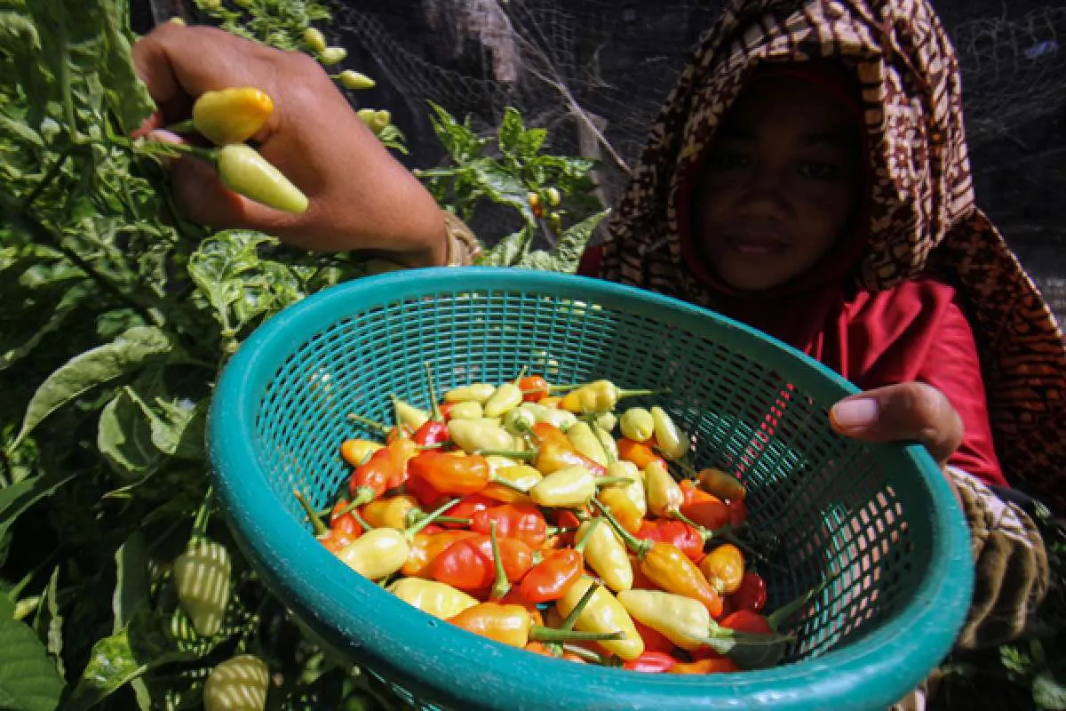 Nilai Tukar Petani (NTP) September naik 0,96%, ini kata SPI