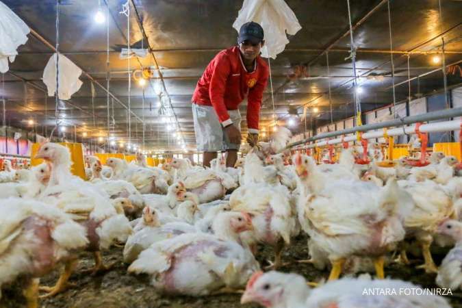 Oversupply dan Libur MBG Tekan Harga Ayam Hidup, Peternak Rugi Rp 12.000 per Ekor