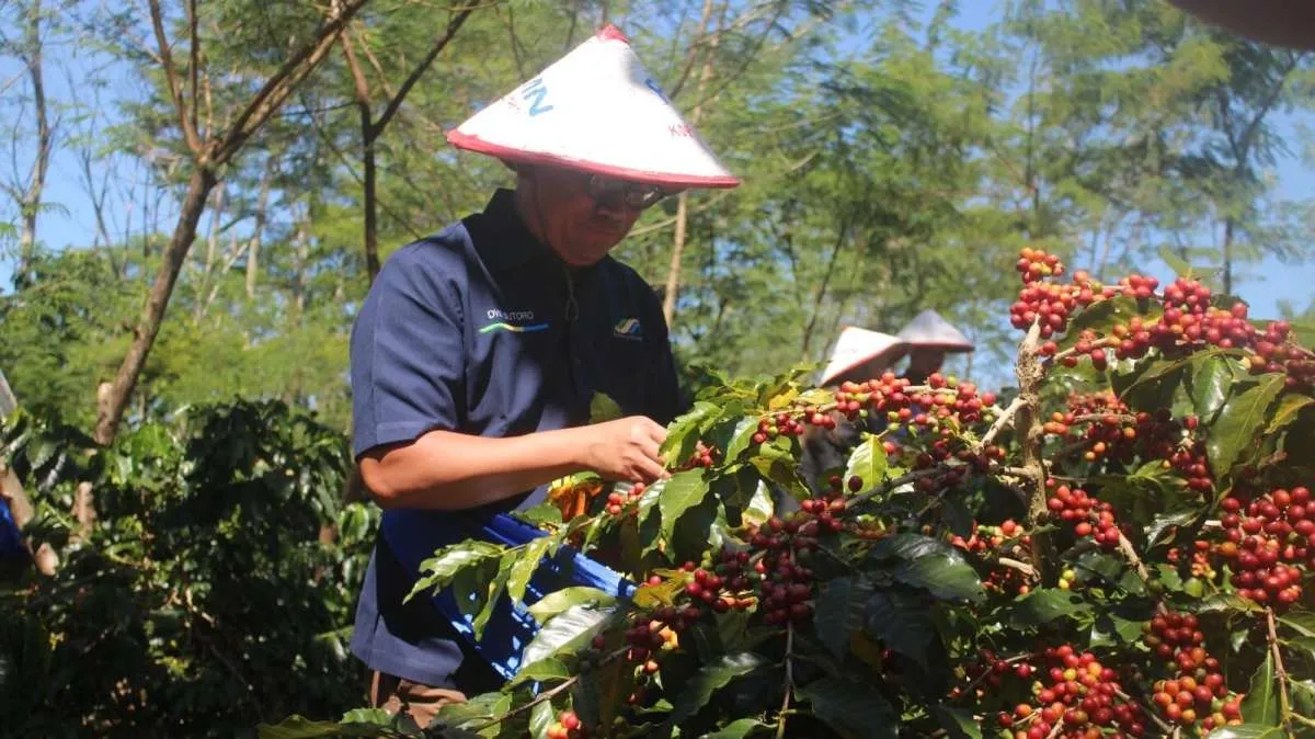  Program Makmur Kopi Sukses Tingkatkan Produktivitas Petani di Jawa Timur