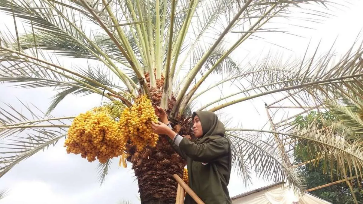Pertama di Indonesia, ada Wisata Kebun Kurma di Pasuruan