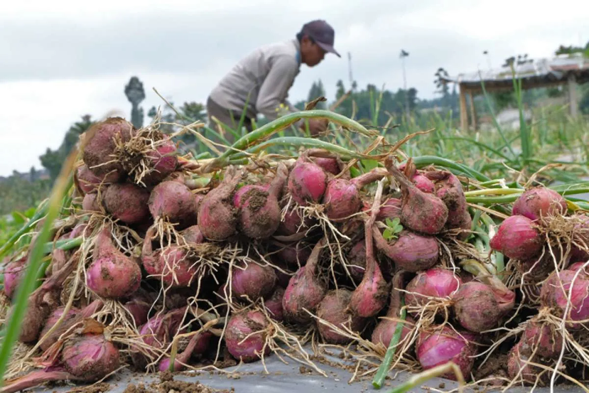 10 Manfaat Menakjubkan Bawang Merah Buat Kesehatan Tubuh