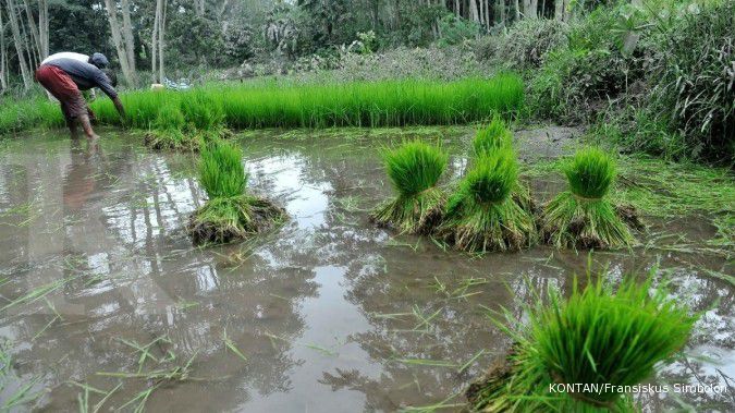 Per mid Desember, pencetakan sawah baru capai 92%