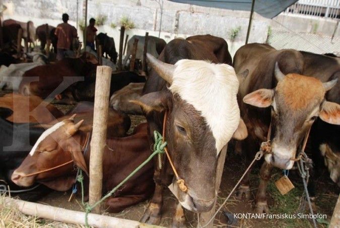 3 tahun Jokowi masih perlu benahi peternakan sapi