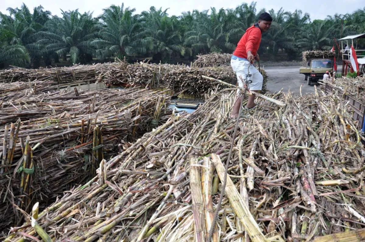 Produksi gula sulit alami kenaikan pada 2021, ini penyebabnya