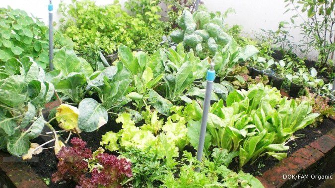 Mengolah kebun di rumah dengan modal murah