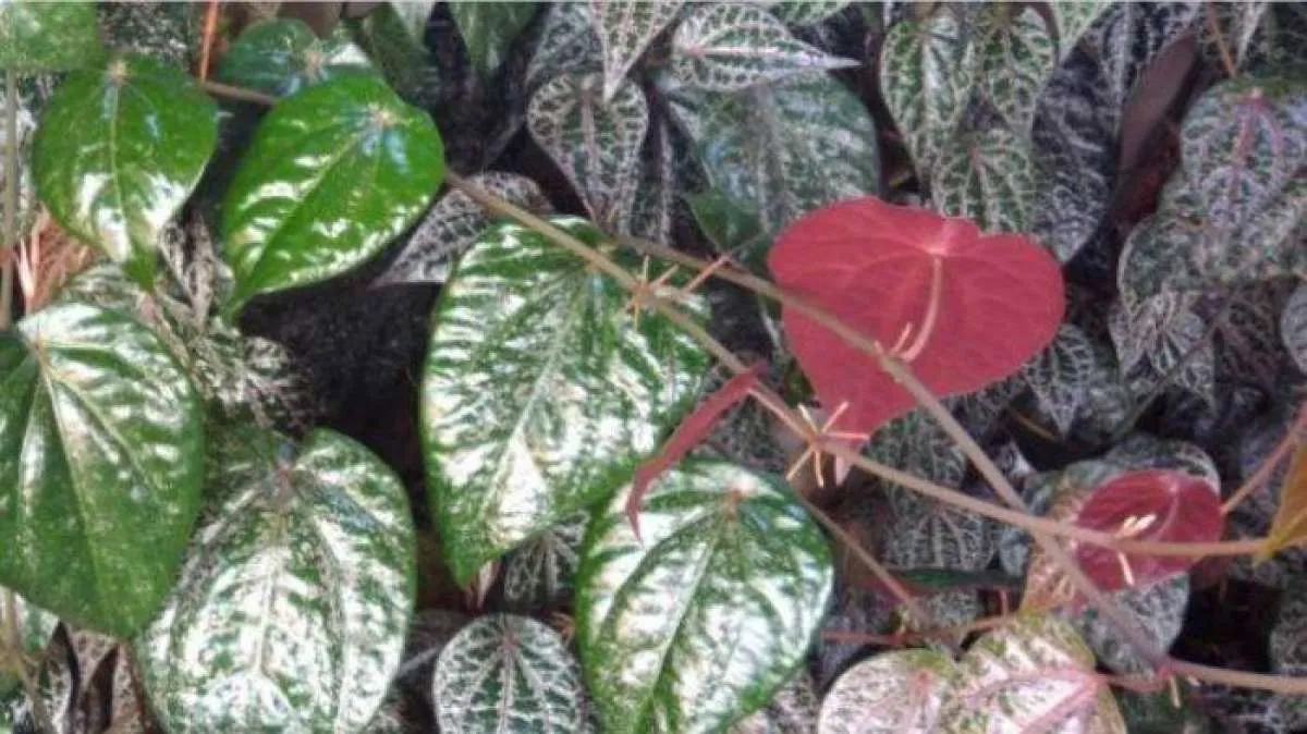 7 Manfaat daun sirih merah untuk kesehatan