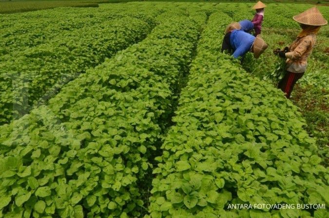 Produksi benih sayuran diprediksi mengalami penurunan tahun ini