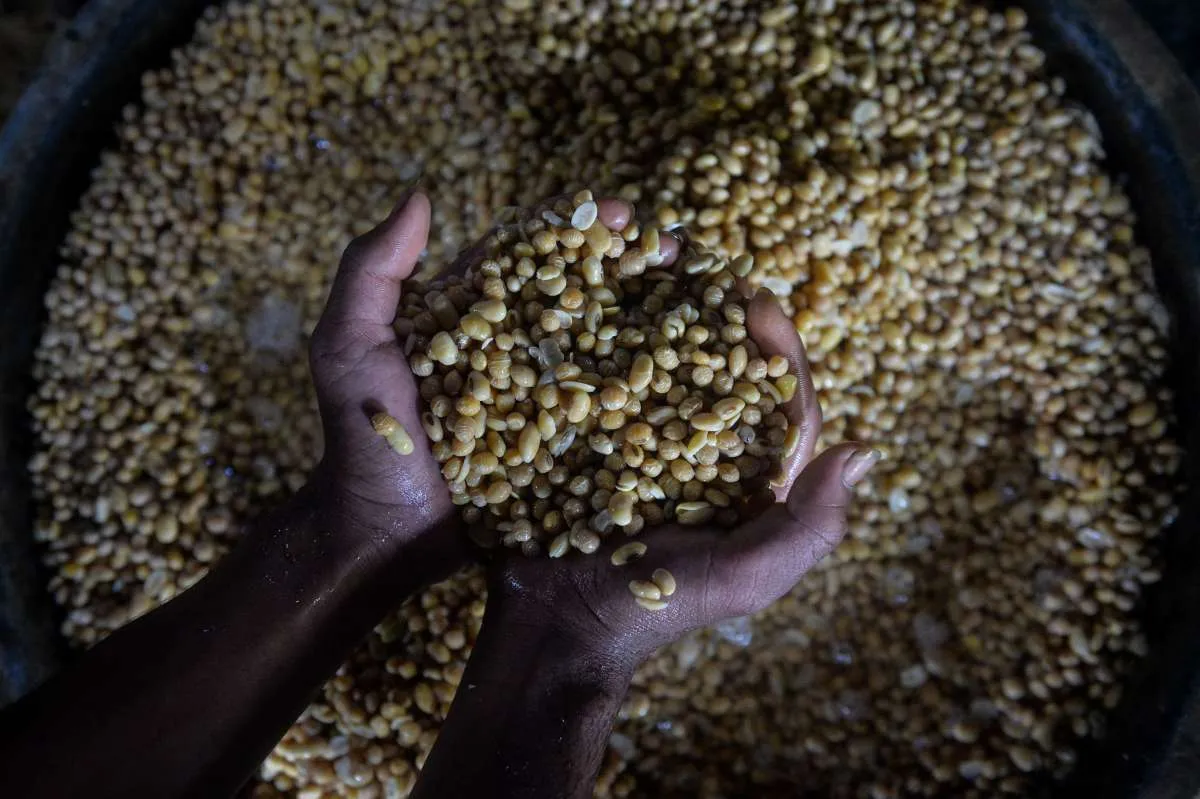 Bapanas Klaim Harga Kedelai Stabil, Ongkos Angkut Bebani Perajin