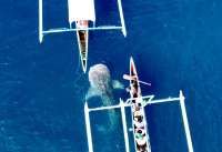 Konservasi Hiu Paus Sumbawa Kantongi Hibah 500.000 Euro dari Kedutaan Prancis