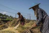 Harga Gabah di Atas HPP Capai Rp 7.500 per Kg, Ini Strategi Bulog Jaga Serapan Petani