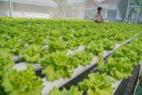 Gama Agro Sejati Perkuat Pendampingan Petani di Tengah Tantangan Ketahanan Pangan
