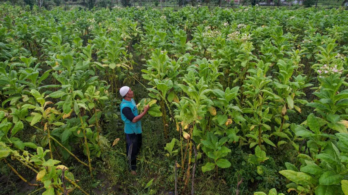 Aturan Produk Tembakau Ditimbang Hati-hati, Pemerintah Jaga Penerimaan dan Industri