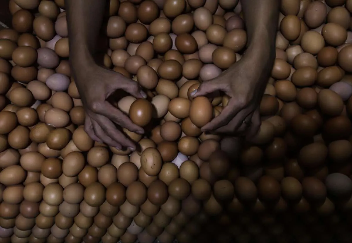 Memiliki Tantangan Besar, Bisnis Telur Ayam Masih Memiliki Prospek yang Menjanjikan