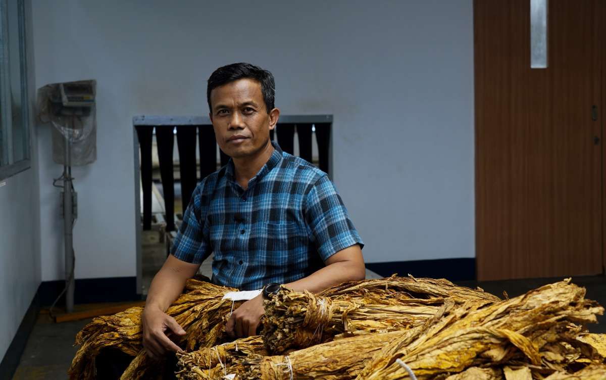 Melihat, Meraba dan Mencium, Kunci Menghasilkan Rokok yang Berkualitas