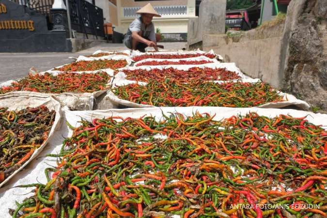 Harga Cabai dan Garam di Riau Kompak Naik Hari Ini, Selasa (3/12)