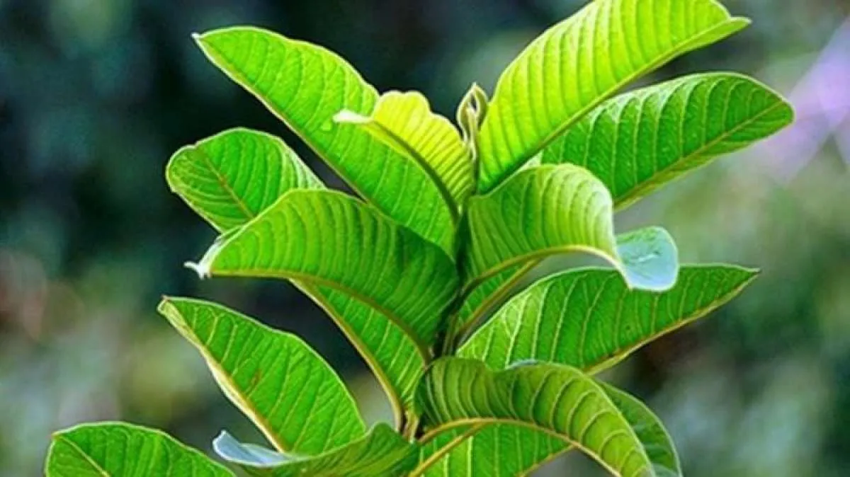 Ini 7 Manfaat Daun Jambu Biji untuk Kesehatan yang Jarang Diketahui