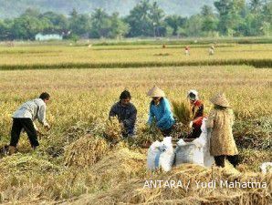 Per akhir Maret, produksi gabah kering giling capai 30 juta ton